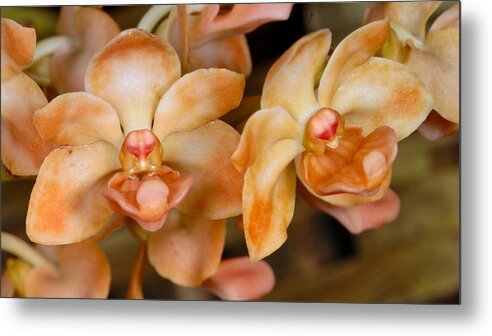 Orchid Metal Print featuring the photograph Orchid 392 by Wesley Elsberry