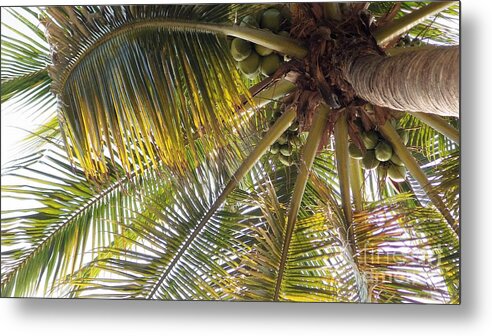 Palm Metal Print featuring the photograph Palm Collection - Coconuts are fine by Victor K