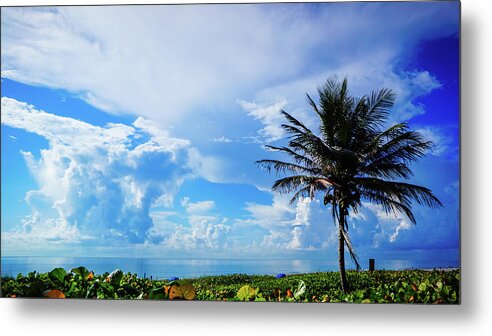 Florida Metal Print featuring the photograph Palm Tree Dream Delray Beach Florida by Lawrence S Richardson Jr