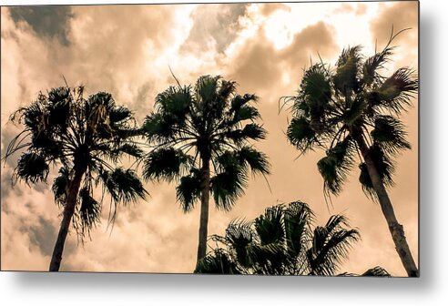 Florida Metal Print featuring the photograph Palms Against the Sky by Frank Mari