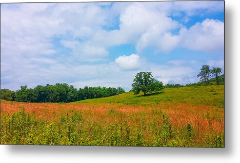Lone Tree Metal Print featuring the photograph Parkway Beauty by Denesia Christine Huttula