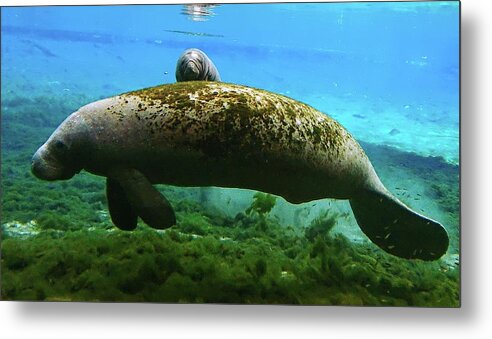 Seacow Metal Print featuring the photograph Peek a Boo Manatee Calf by Sheri McLeroy