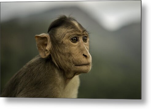 Wildlife Metal Print featuring the photograph Penny for your thoughts by Chris Cousins