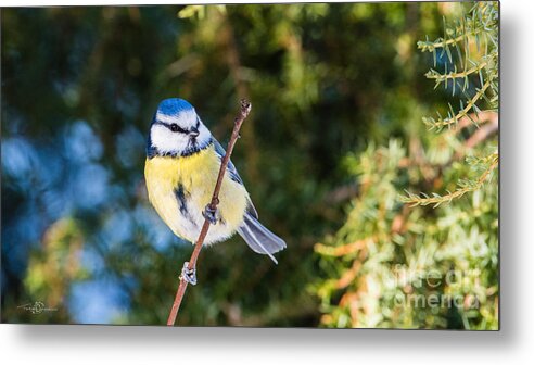 Perching On A Twig Metal Print featuring the photograph Perching on a Twig by Torbjorn Swenelius