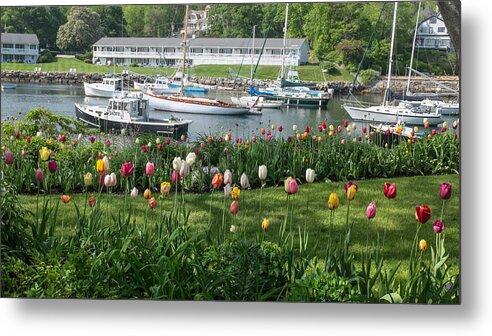 Flowers Metal Print featuring the photograph Perkins Cove Tulips by Joseph Smith