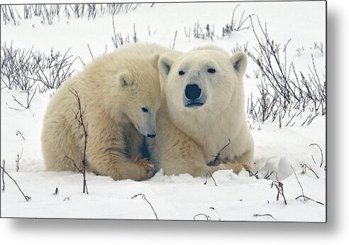 Mother Polar Bear Metal Print featuring the photograph Polar Bear Mother and Baby by Michelle Halsey