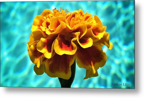 Photography Metal Print featuring the photograph Pool Side Beauty by Nathan Little