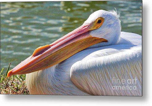 American White Pelican Metal Print featuring the photograph Proud White Pelican by Carol Groenen