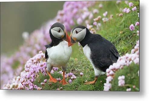 Puffin Metal Print featuring the photograph Puffin Love by Pete Walkden