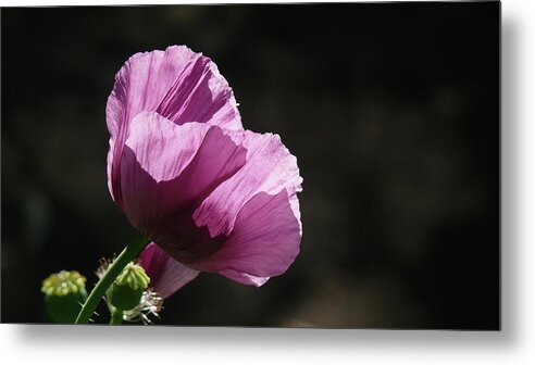 Purple Metal Print featuring the photograph Purple Blessing by Evelyn Tambour