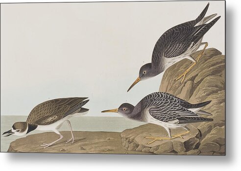 Sandpiper Metal Print featuring the painting Purple Sandpiper by John James Audubon