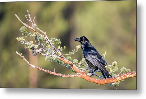 Raven Metal Print featuring the photograph Raven by Torbjorn Swenelius