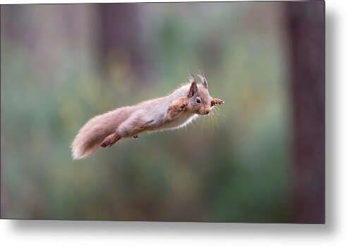 Red Metal Print featuring the photograph Red Squirrel Leaping by Pete Walkden