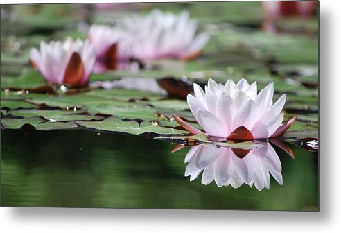 Pink Metal Print featuring the photograph Reflection by Amee Cave