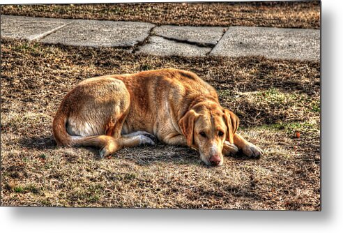 Dog Metal Print featuring the photograph Restful Friend by J Laughlin