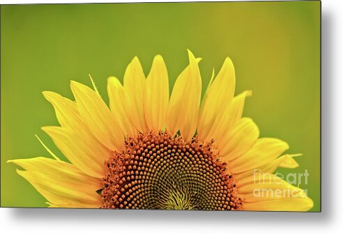Anderson Sunflower Farm Metal Print featuring the photograph Rise And Shine by Doug Sturgess