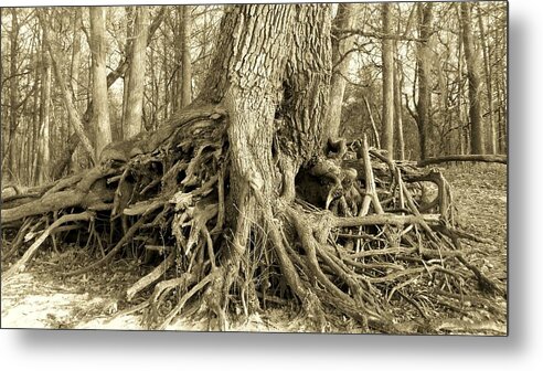 Suwannee Metal Print featuring the photograph River Bank Oak by Sheri McLeroy