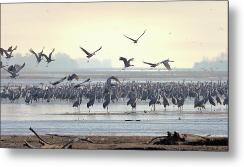 Sandhill Cranes Metal Print featuring the photograph Roosting on the Platte by Susan Rissi Tregoning