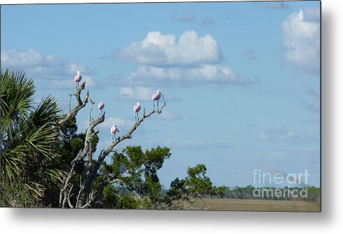 The Roseate Spoonbill (platalea Ajaja) (sometimes Placed In Its Own Genus Ajaja) Is A Gregarious Wading Bird Of The Ibis And Spoonbill Family Metal Print featuring the photograph Roseate Spoonbill by Audrey Peaty