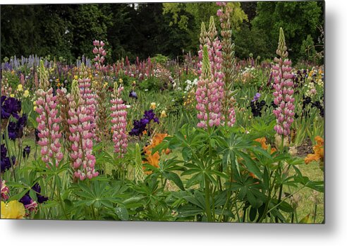 Jean Noren Metal Print featuring the photograph Row of Pink Lupines by Jean Noren