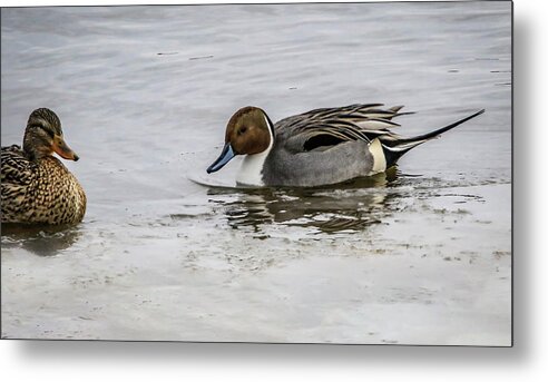 Mallard Metal Print featuring the photograph Sharp Dressed by Ray Congrove