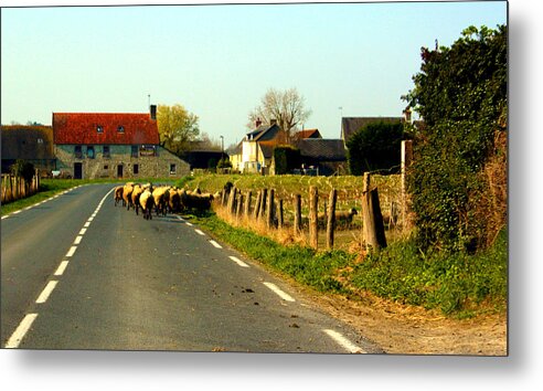 Sheep Metal Print featuring the photograph Sheep Right of Way by Susie Weaver