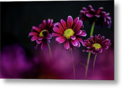 Purple Metal Print featuring the photograph Shooting through the Dasies by John Roach