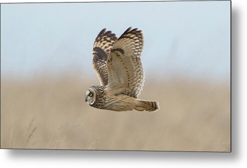 Short Metal Print featuring the photograph Short-Eared Owl Hunting by Pete Walkden