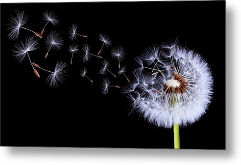 Background Metal Print featuring the photograph Silhouettes Of Dandelions by Bess Hamiti