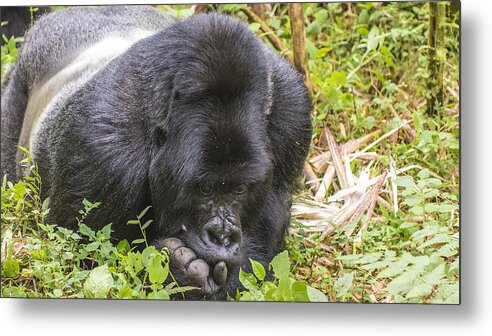 Gorilla Metal Print featuring the photograph Silverback at Rest by Randy Gebhardt