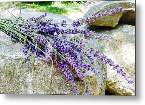 Lavender Metal Print featuring the photograph Sitting lavender by Sue Morris