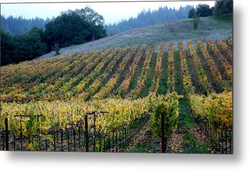 Vineyards Metal Print featuring the photograph Sonoma County Vineyards Near Healdsburg by Charlene Mitchell