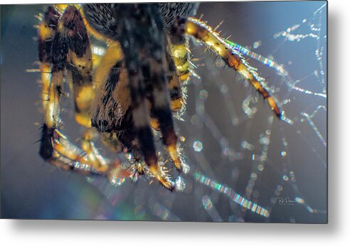 Spider Metal Print featuring the photograph Spider Closeup by Bill Posner