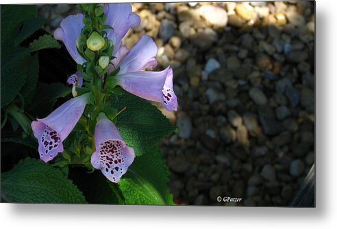 Art For The Wall...patzer Photography Metal Print featuring the photograph Spring Bells by Greg Patzer