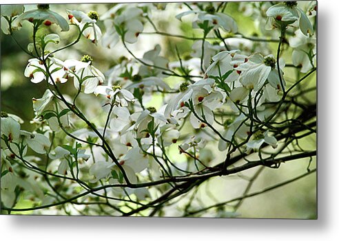 Spring Metal Print featuring the photograph Springtime by Camille Lopez