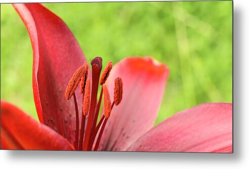 Red Metal Print featuring the photograph Stamens and Anther. by Elena Perelman
