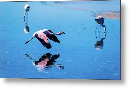Andean Flamingo Metal Print featuring the photograph Starting to Fly by Kent Nancollas