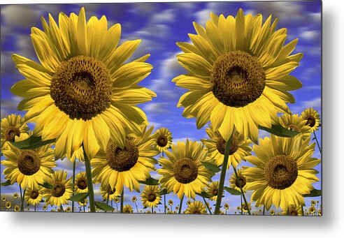 Flowers Metal Print featuring the photograph Sun Flowers by Mike McGlothlen
