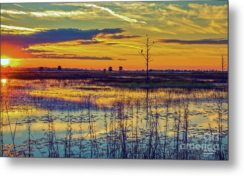 Bird Metal Print featuring the photograph Sunrise at a Wildlife Paradise by DB Hayes