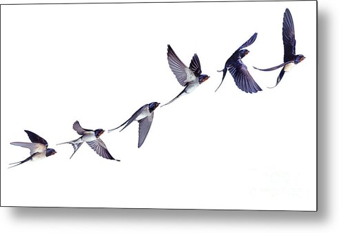 Barn Swallow Metal Print featuring the photograph Swallow flight series by Warren Photographic
