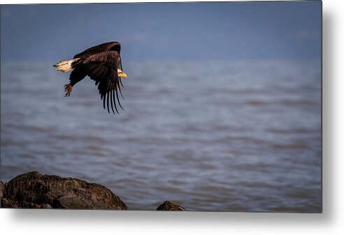Canada Metal Print featuring the photograph Takeoff by Windy Corduroy