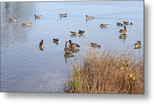 Geese Metal Print featuring the photograph The Gathering by Ellen Tully