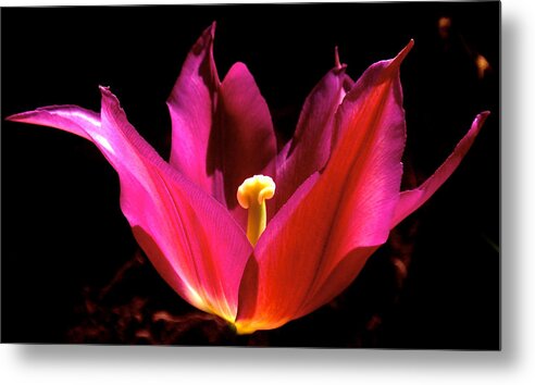 Tulip Metal Print featuring the photograph The Light of Day by Rona Black
