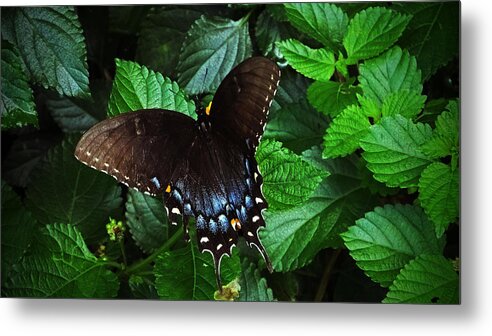 Black Female Tiger Swallowtail Metal Print featuring the photograph Tiger Tiger Burning Bright by Judy Wanamaker