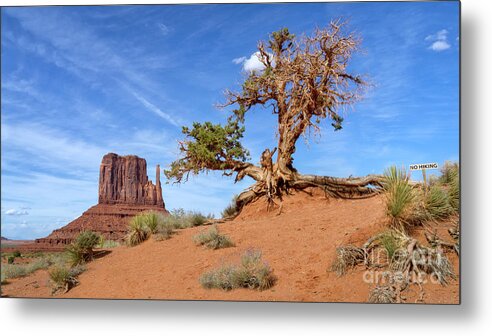 Monument Valley Metal Print featuring the photograph Tree and Mitten by Jerry Fornarotto