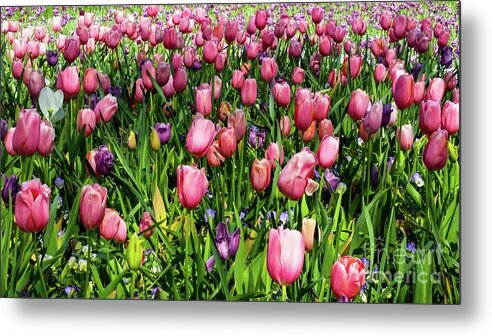 Tulip Metal Print featuring the photograph Tulips in Bloom by D Davila