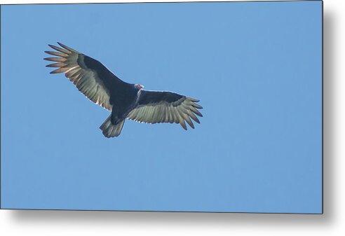 Raptor Metal Print featuring the photograph Turkey Vulture Flyover by Rick Mosher