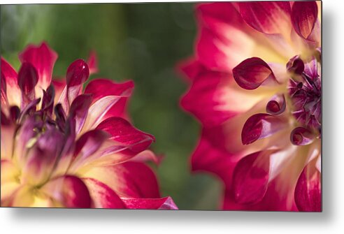 Dalia Metal Print featuring the photograph Twins by Roni Chastain