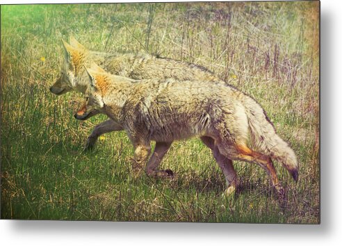 Animal Metal Print featuring the photograph Two Coyotes by Natalie Rotman Cote