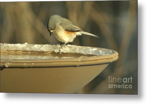 Bird Metal Print featuring the photograph Undecided by Barbara S Nickerson